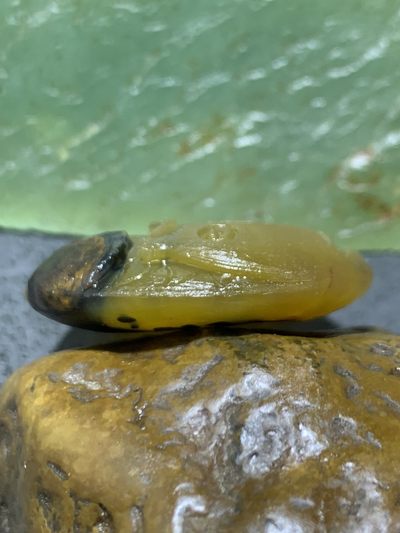 精美亚光高玉化原皮冻料天眼纹战国红玛瑙手工雕刻富贵有余平安扣一个 精美亚光高玉化原皮冻料天眼纹战国红玛瑙手工雕刻富贵有余平安扣一个