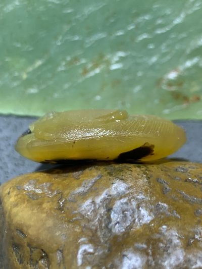 精美亚光高玉化原皮冻料天眼纹战国红玛瑙手工雕刻富贵有余平安扣一个 精美亚光高玉化原皮冻料天眼纹战国红玛瑙手工雕刻富贵有余平安扣一个