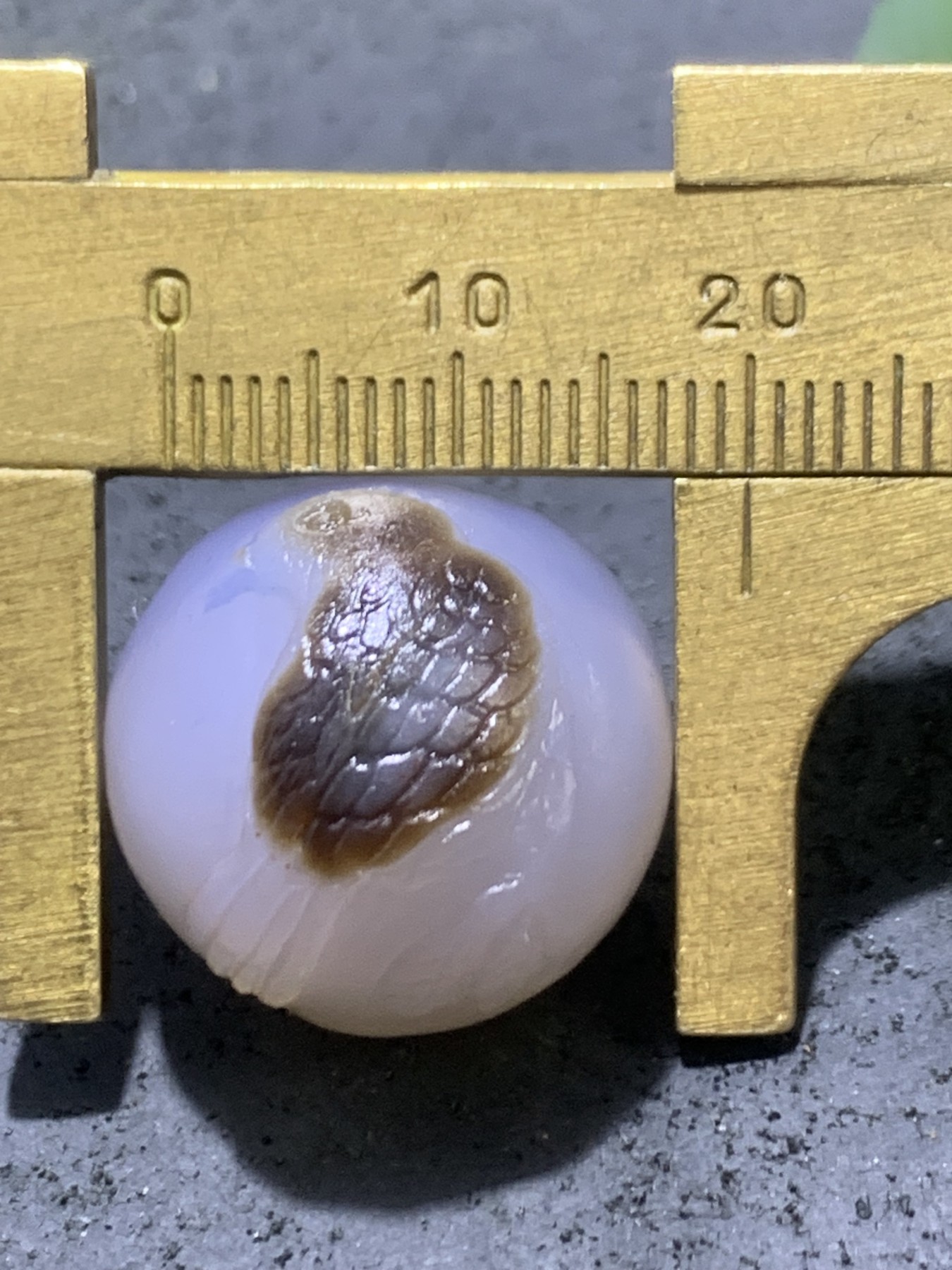 精美高玉化亚光海洋玉髓手工俏色巧雕喜上眉梢随形2.0圆珠一个！