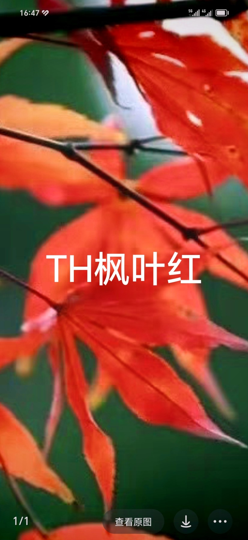 枫叶红TH11459601刀，钱坤评级67分，喜欢的联系。