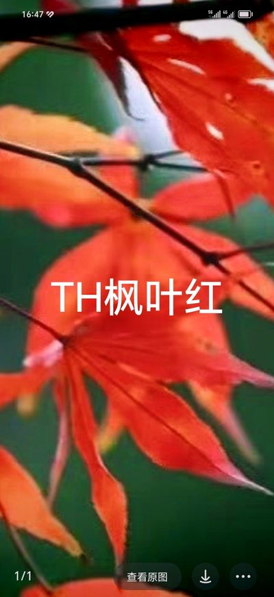 枫叶红TH11459601刀，钱坤评级67分，喜欢的联系。 - 枫叶红TH11459601刀，钱坤评级67分，喜欢的联系。