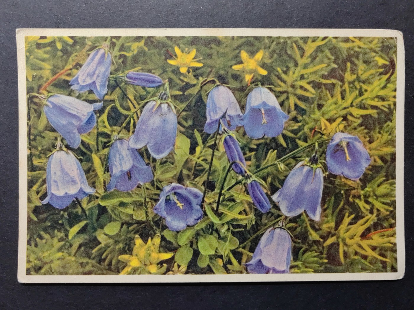 欧洲古典明信片封专场（拍卖）第②⑦场 欧洲古典明信片（勺草叶）