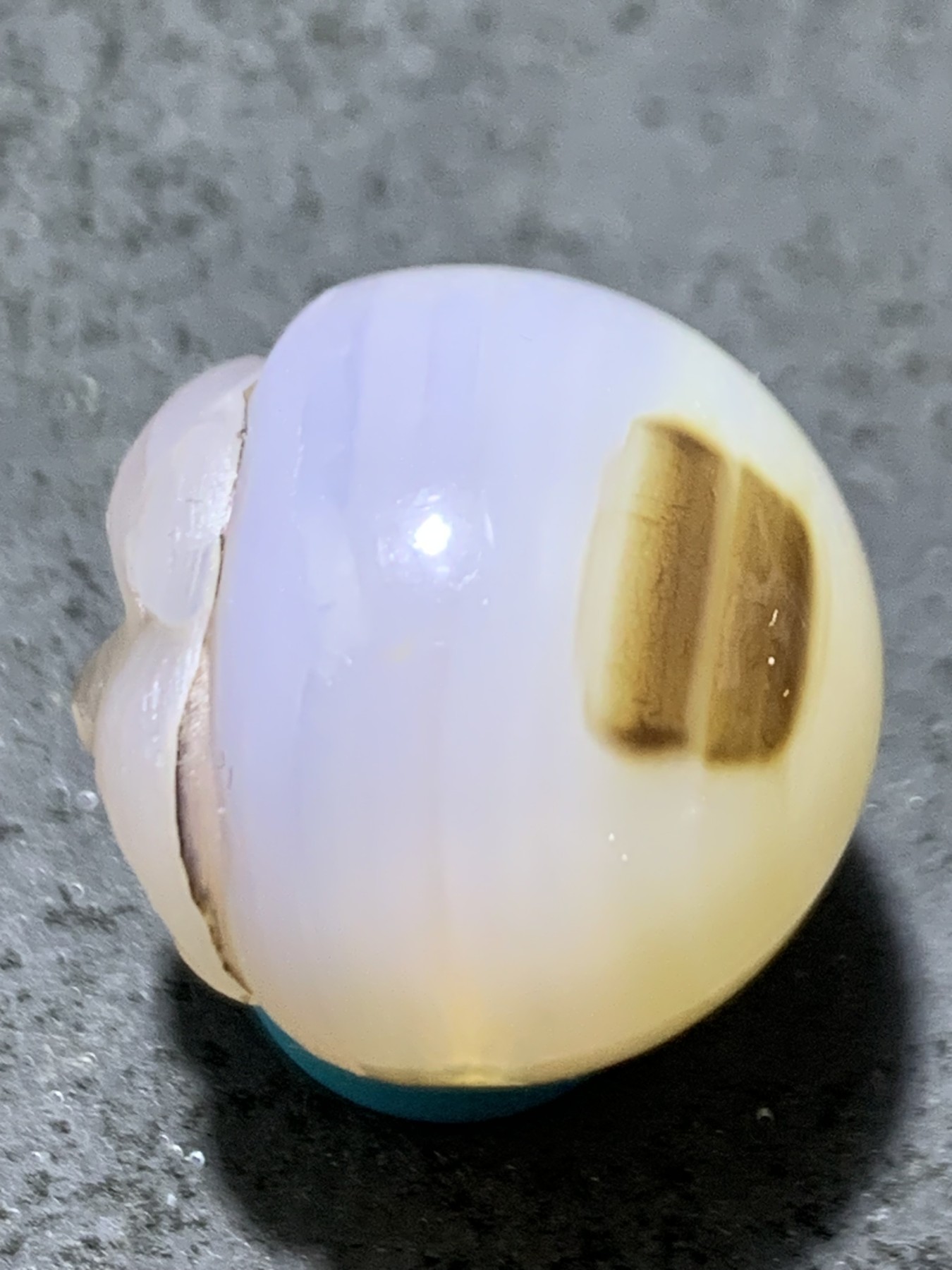 精美高玉化亚光海洋玉髓手工俏色巧雕小猪2.0随形圆珠一个！