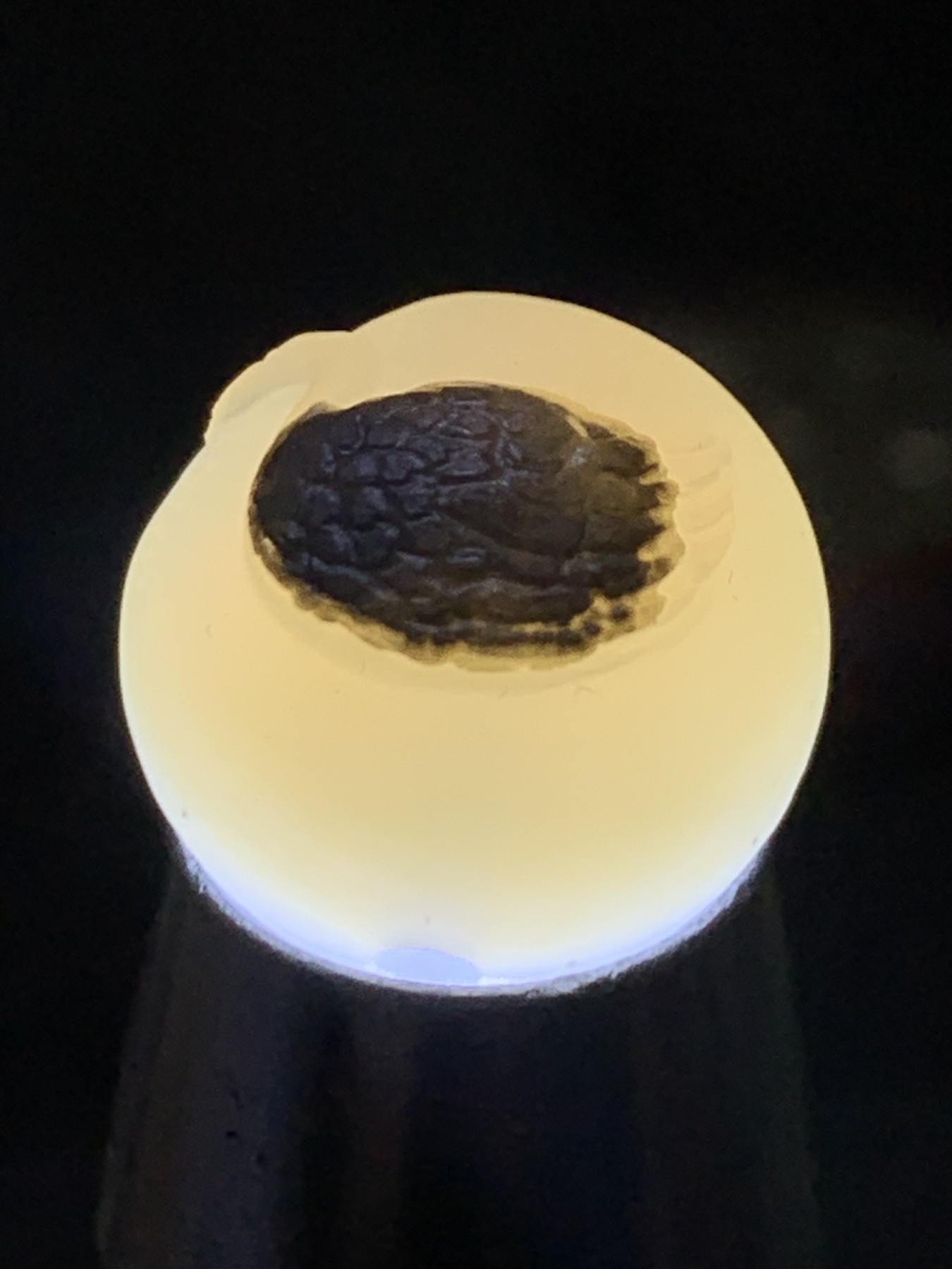 精美高玉化亚光海洋玉髓手工俏色巧雕黑天鹅2.0随形圆珠一个