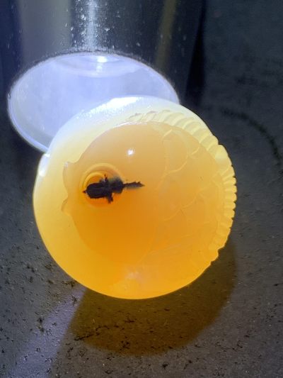 精美亚光高玉化海洋玉髓手工俏色巧雕胖鲤鱼随形圆珠一个！ 精美亚光高玉化海洋玉髓手工俏色巧雕胖鲤鱼随形圆珠一个！