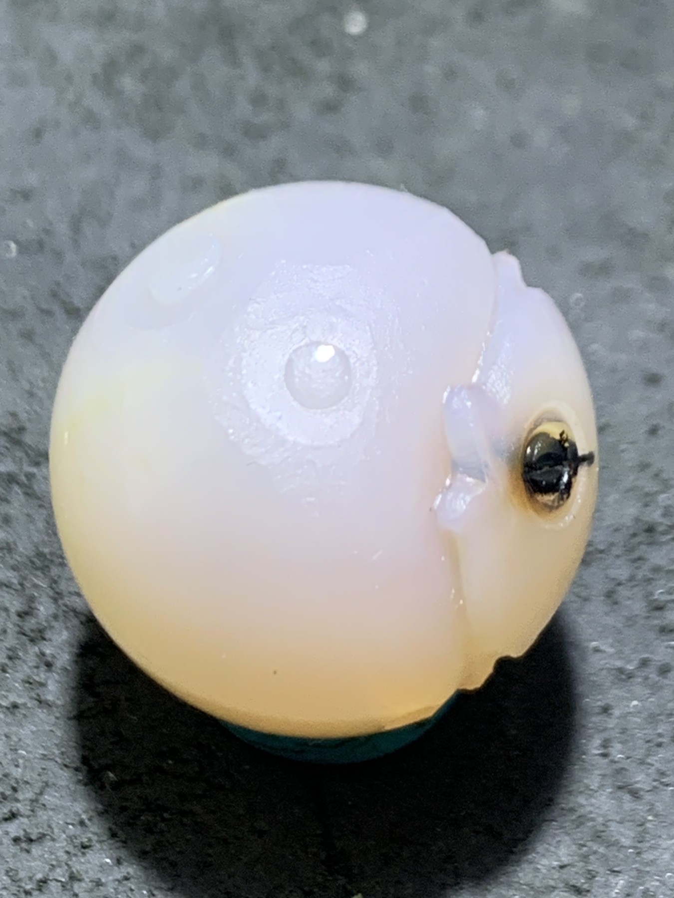 精美亚光高玉化海洋玉髓手工俏色巧雕胖鲤鱼随形圆珠一个！