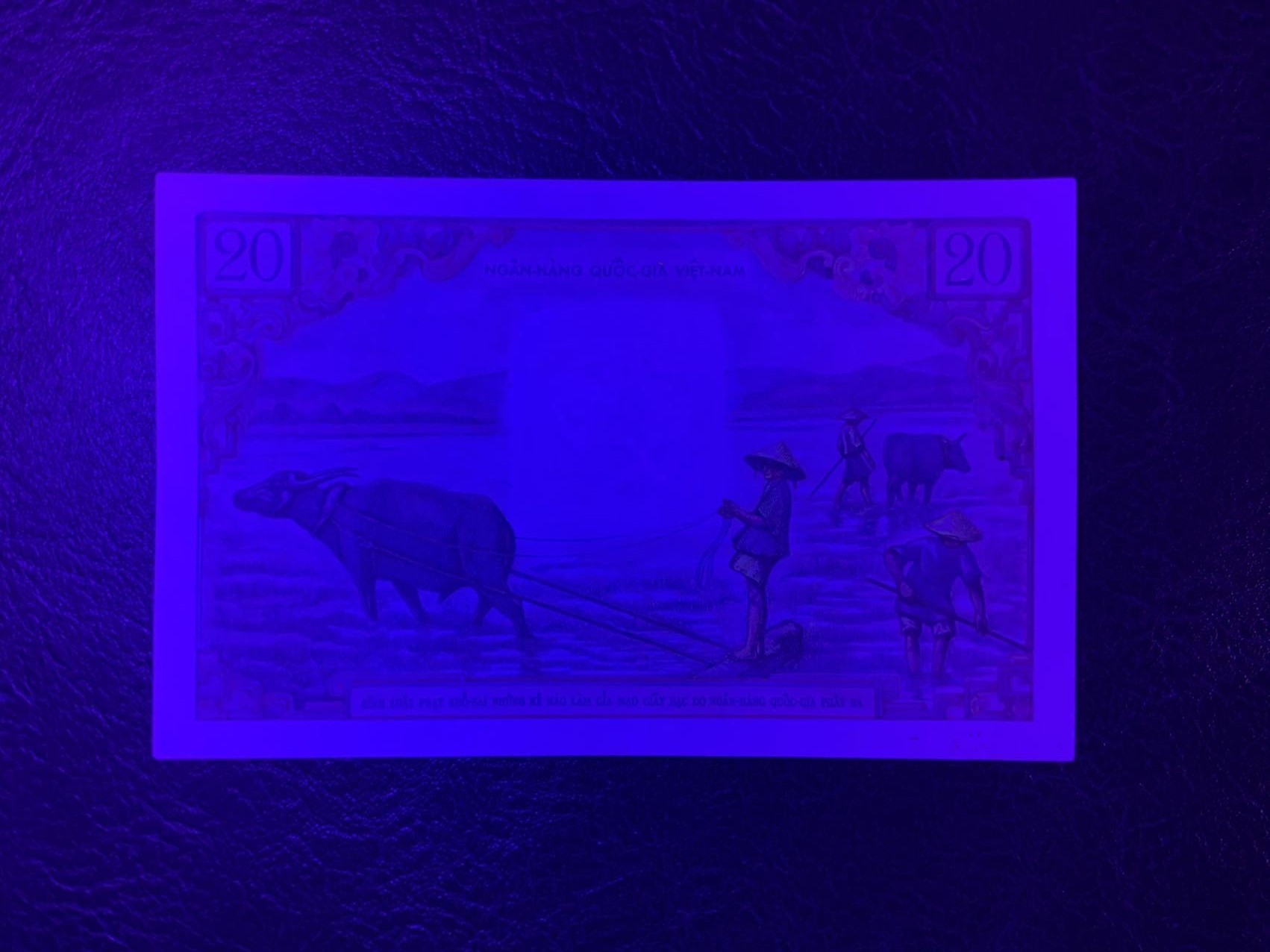 收藏联盟Quantum Auction 第308期拍卖  越南1956年20盾 品相UNC- 针孔修补 香蕉花