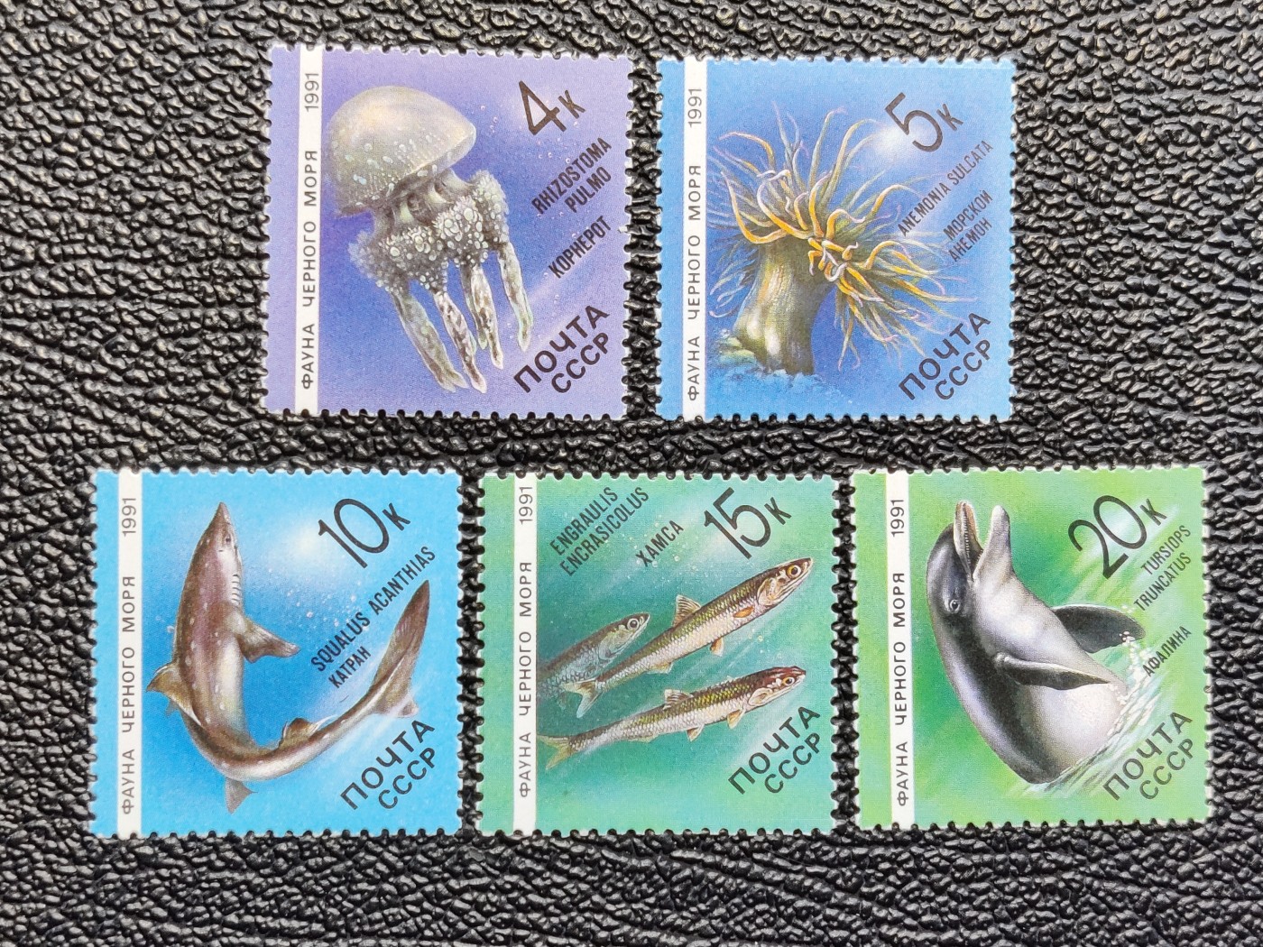 洪涛臻品批发群 精选邮票限时拍卖第四百五十八期  苏联 黑海动物5全套 新票如图原胶润亮 很精美！