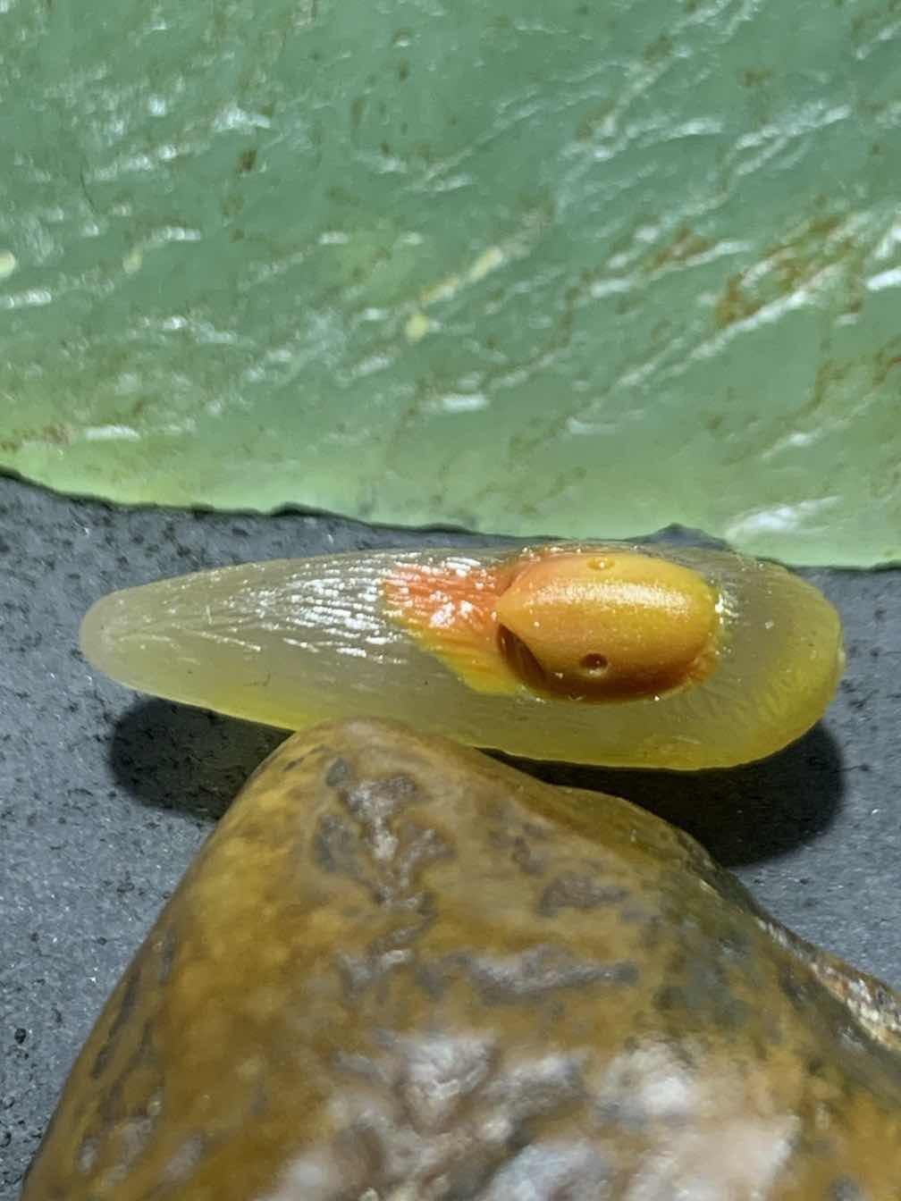 精美亚光高润度冻料蒙料战国红玛瑙手工俏色巧雕刻鹦鹉吊坠一个