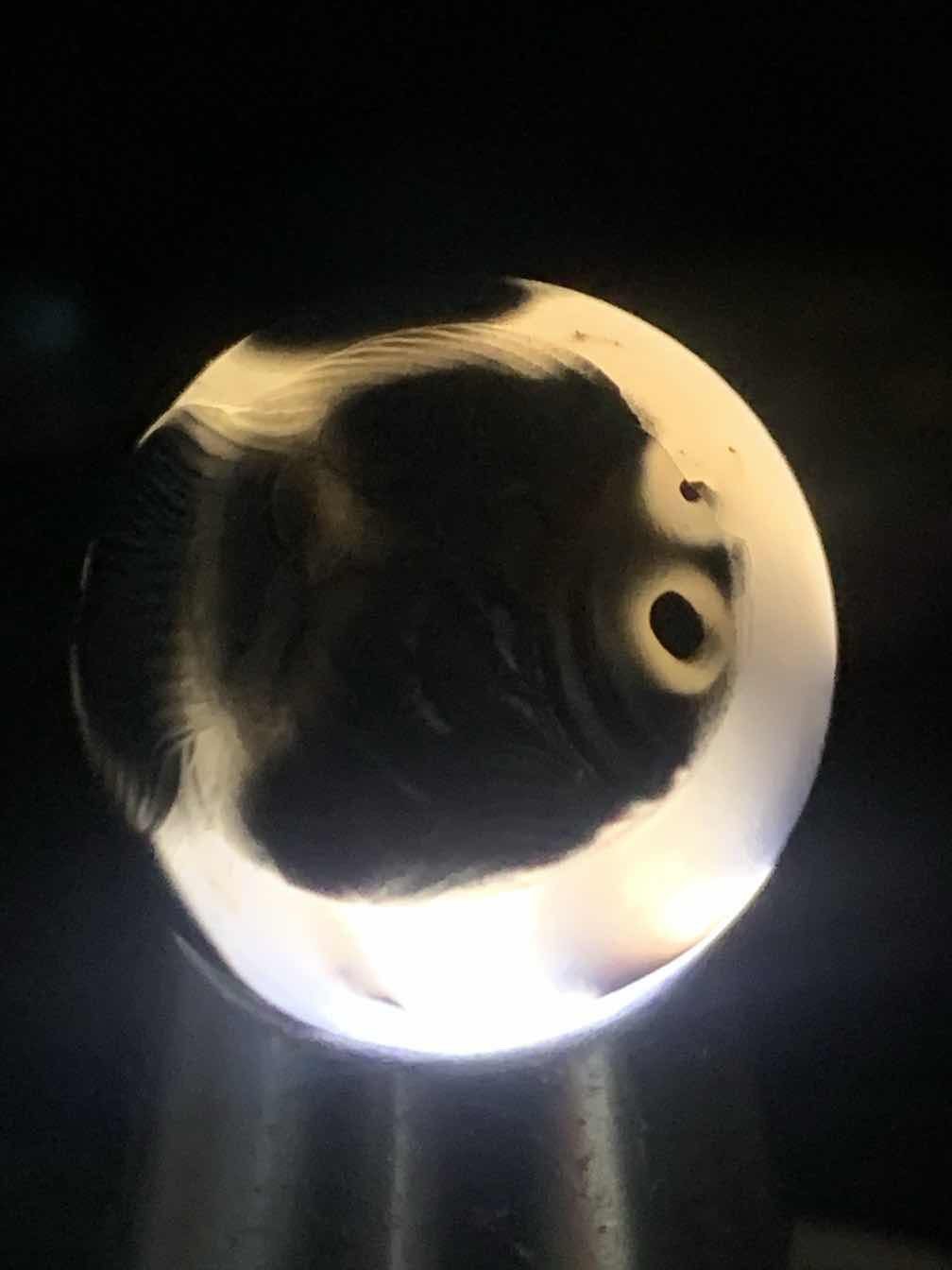 精美亚光高玉化巴西玛瑙手工俏色巧雕胖鲤鱼大圆珠一个