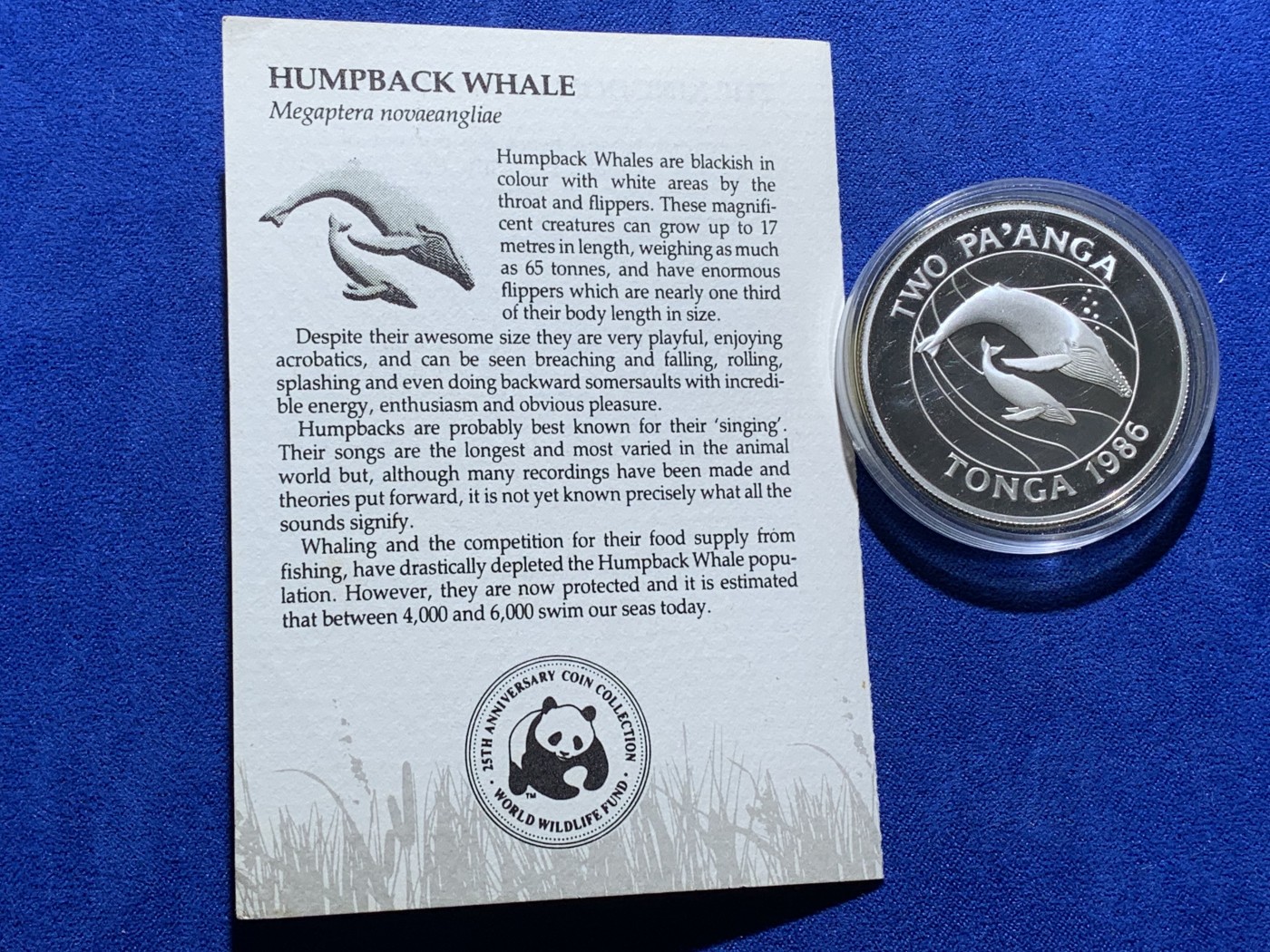《竞宝斋》第222场-周日，周一 2场 (全场包邮) 汤加1986年世界野生动物基金会系列座头鲸2潘加精制银币。直径39mm，重28.28g，925银，发行量25000枚。PROOF镜面状态精制币，带证书，状态极佳。