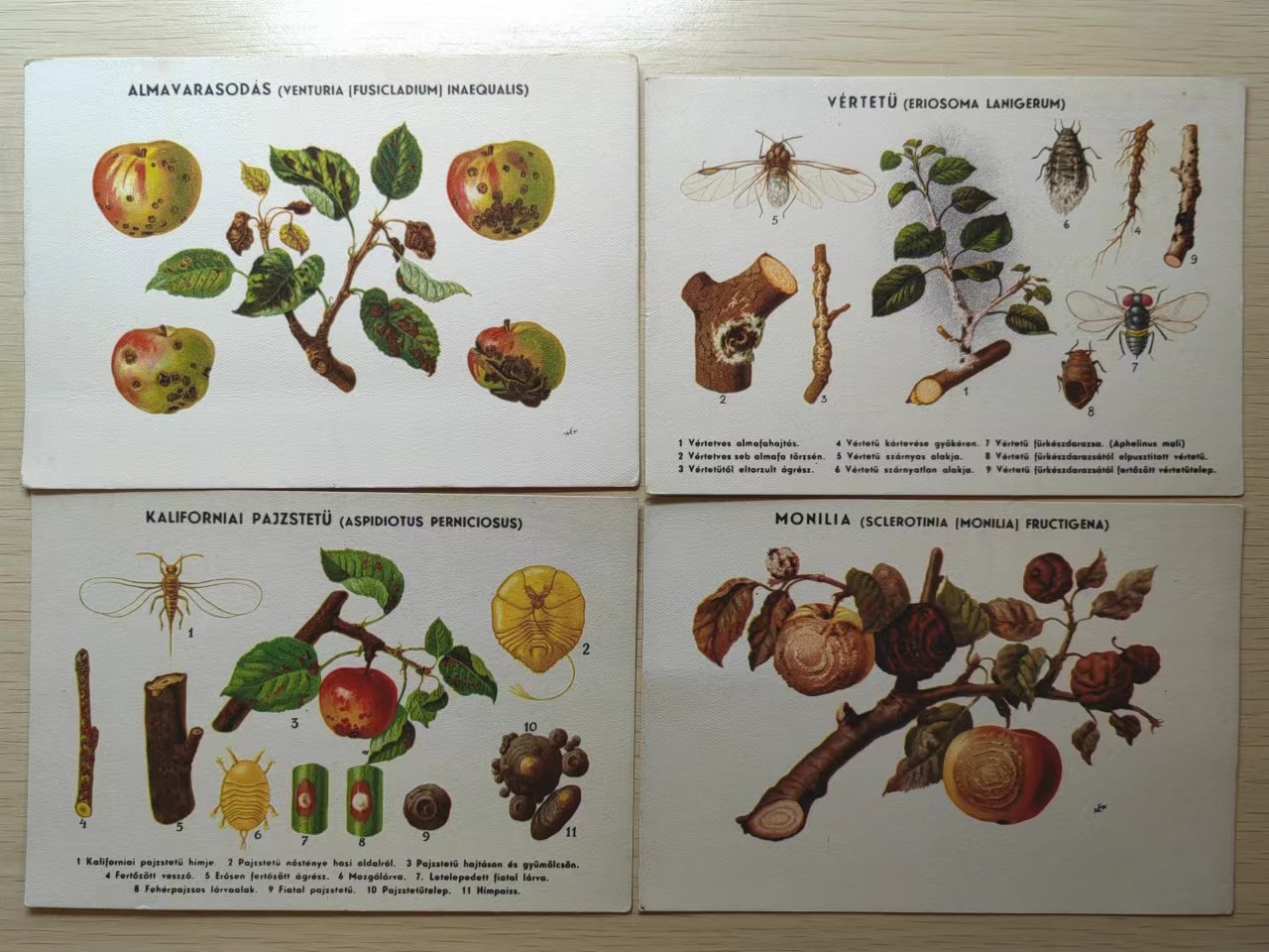 精选多國郵票品🔥💥（拍卖场）专场 第③⑧场 德国早期明信片-卫生养殖专题（预防学）