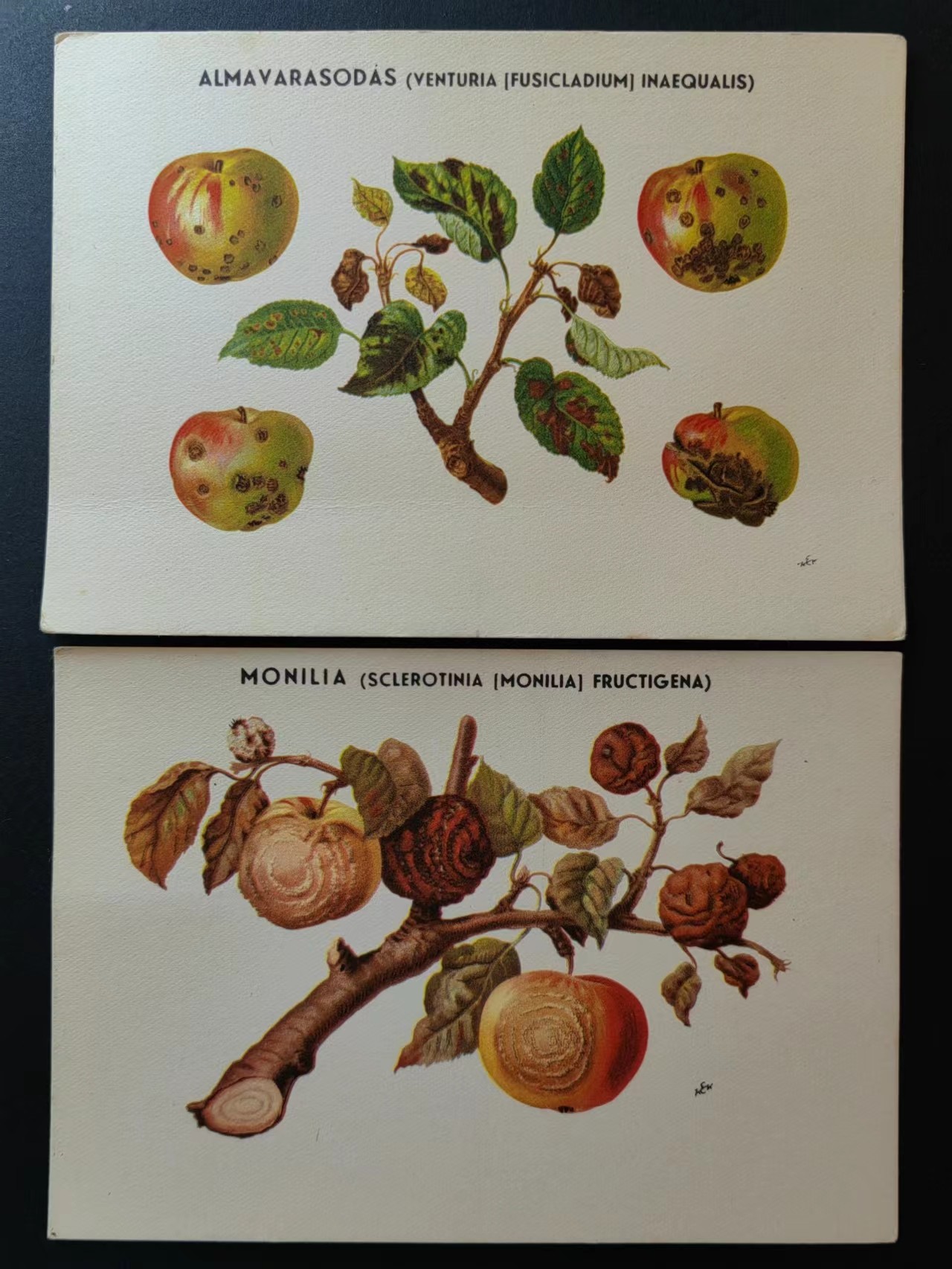 精选多國郵票品🔥💥（拍卖场）专场 第③⑧场 德国早期明信片-卫生养殖专题（预防学）