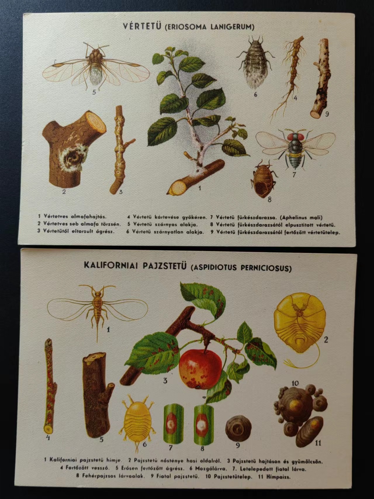 精选多國郵票品🔥💥（拍卖场）专场 第③⑧场 德国早期明信片-卫生养殖专题（预防学）