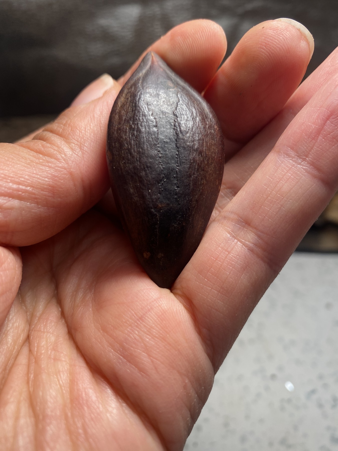 苏工核雕18年老工作室作品，诚信经营广交天下核友 福利苏工核雕纯手工巴西大核手作，般若，与众不同，非通货等待有缘人，尺寸2。7喜欢的来