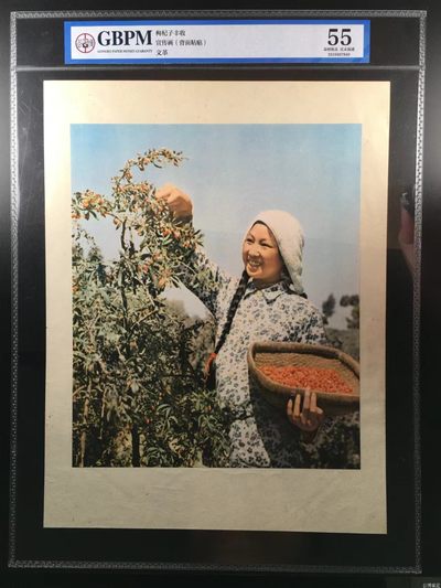 公博评级特殊年代（1966—76）宣传画，都是大壳子 - 公博评级，特殊时期宣传画    《枸杞子丰收》，这是纪念特殊年代社员采摘枸杞子画像，外壳尺寸25*36CM