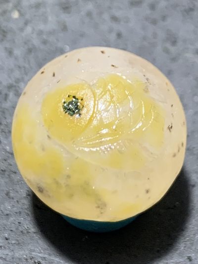 精美亚光糖心料战国红玛瑙手工俏色巧雕富贵有余随形圆珠一个 - 精美亚光糖心料战国红玛瑙手工俏色巧雕富贵有余随形圆珠一个