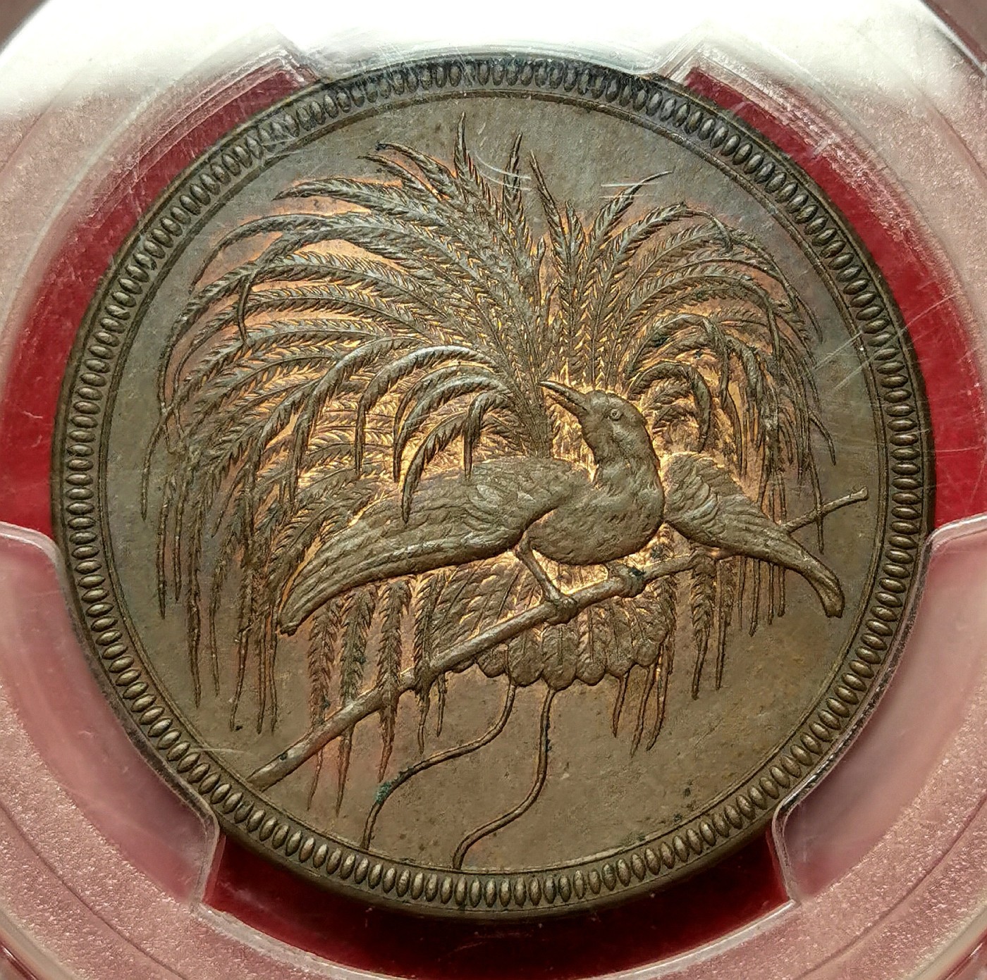 凡希万国世界钱币年度大拍第二季 荐！PCGS MS63BN 1894A德属新几内亚天堂鸟10芬尼大铜，发行量24000枚，德意志彰显国力的炫技之作，极富异国风情的殖民地品种！