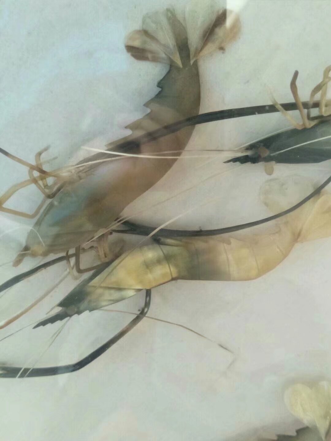 书法虾戏纹玻璃挂板