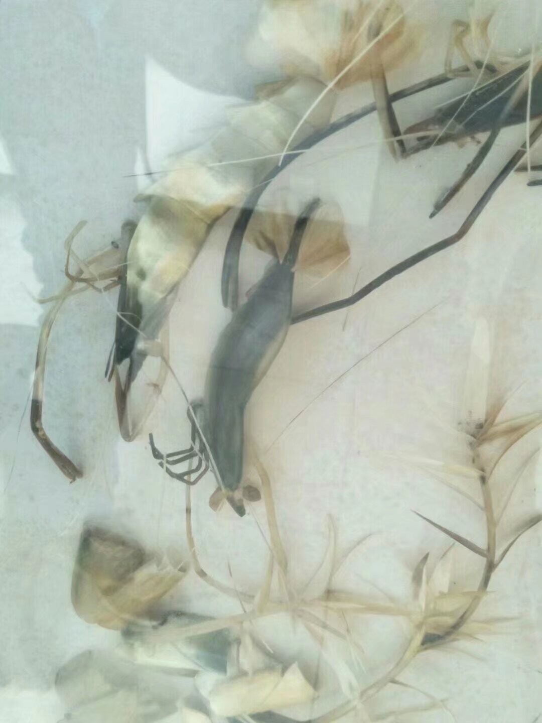 书法虾戏纹玻璃挂板