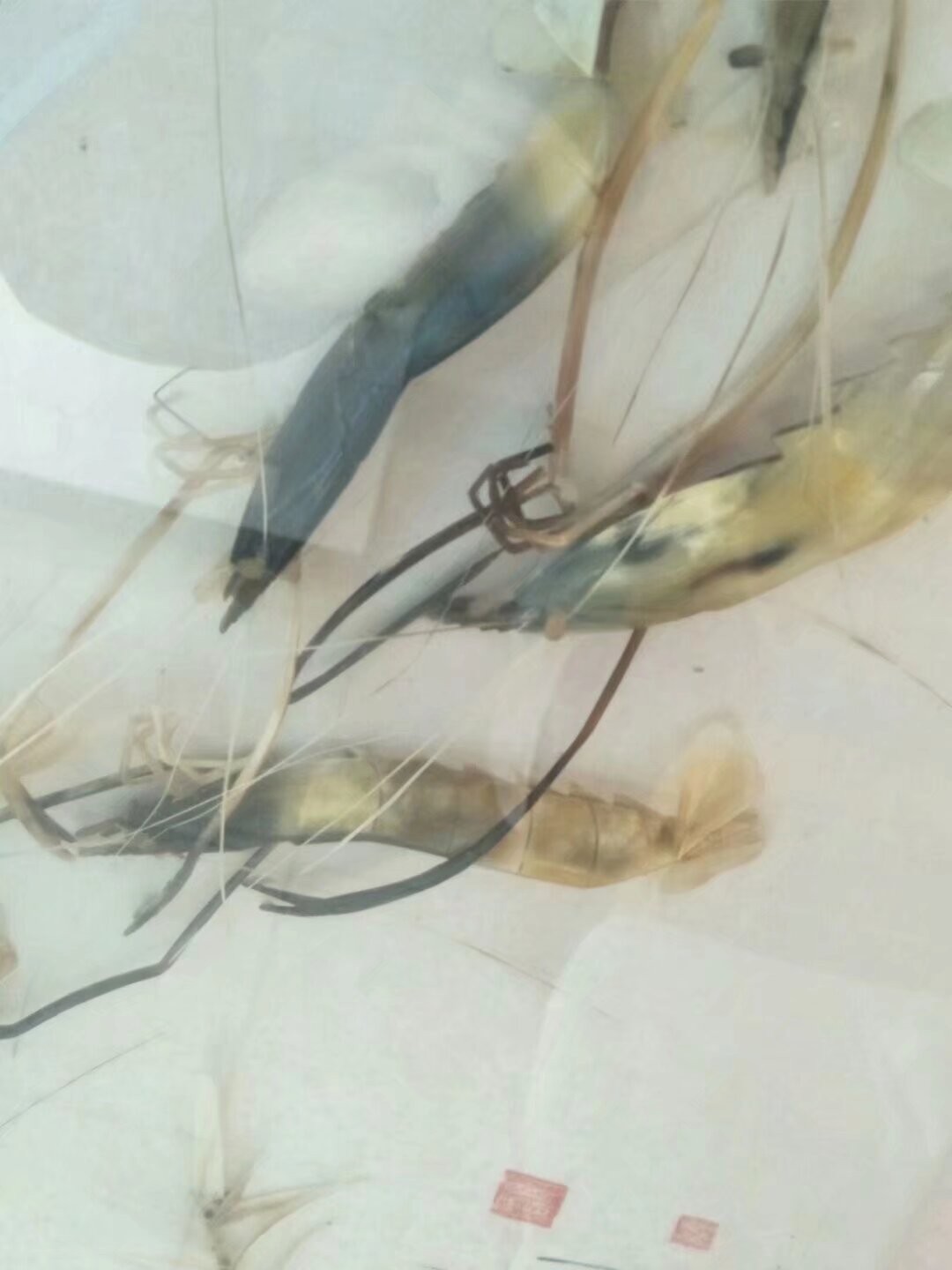 书法虾戏纹玻璃挂板