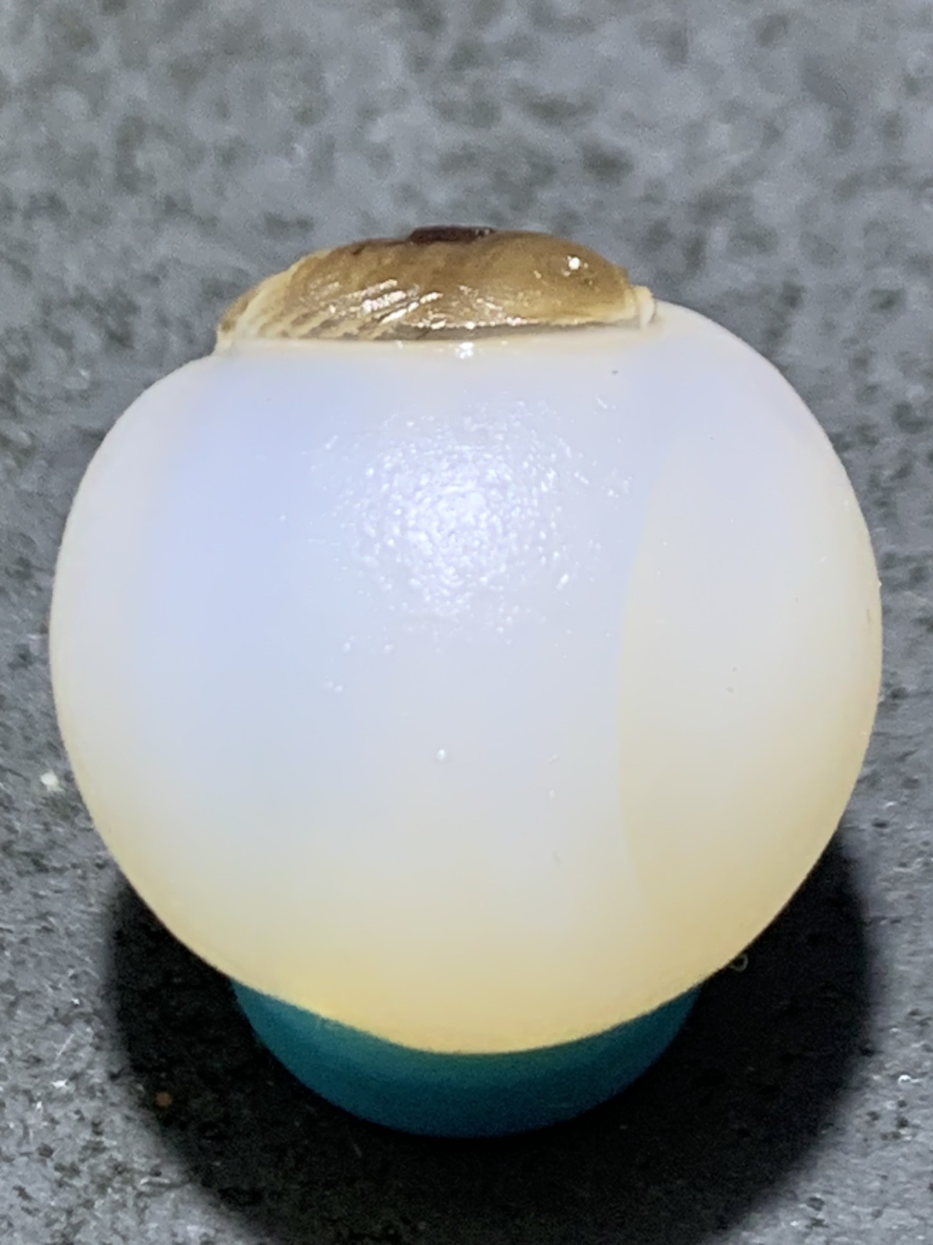 精美高玉化亚光海洋玉髓手工俏色巧雕富贵有鱼意境圆珠一个！