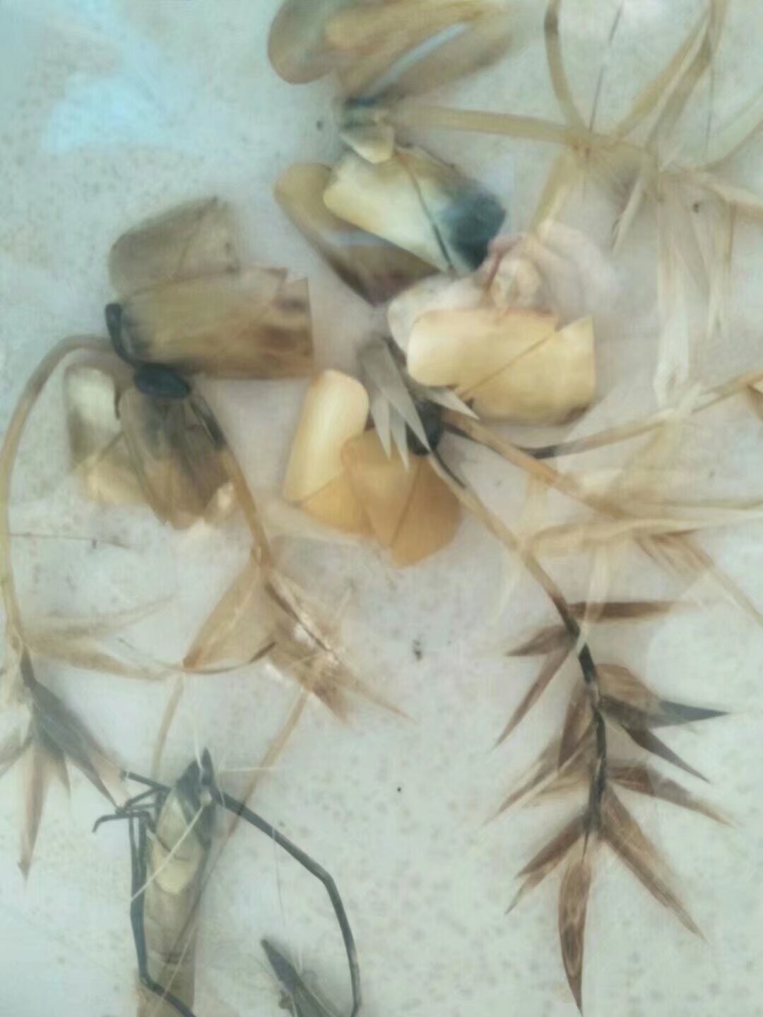 书法虾戏纹玻璃挂板