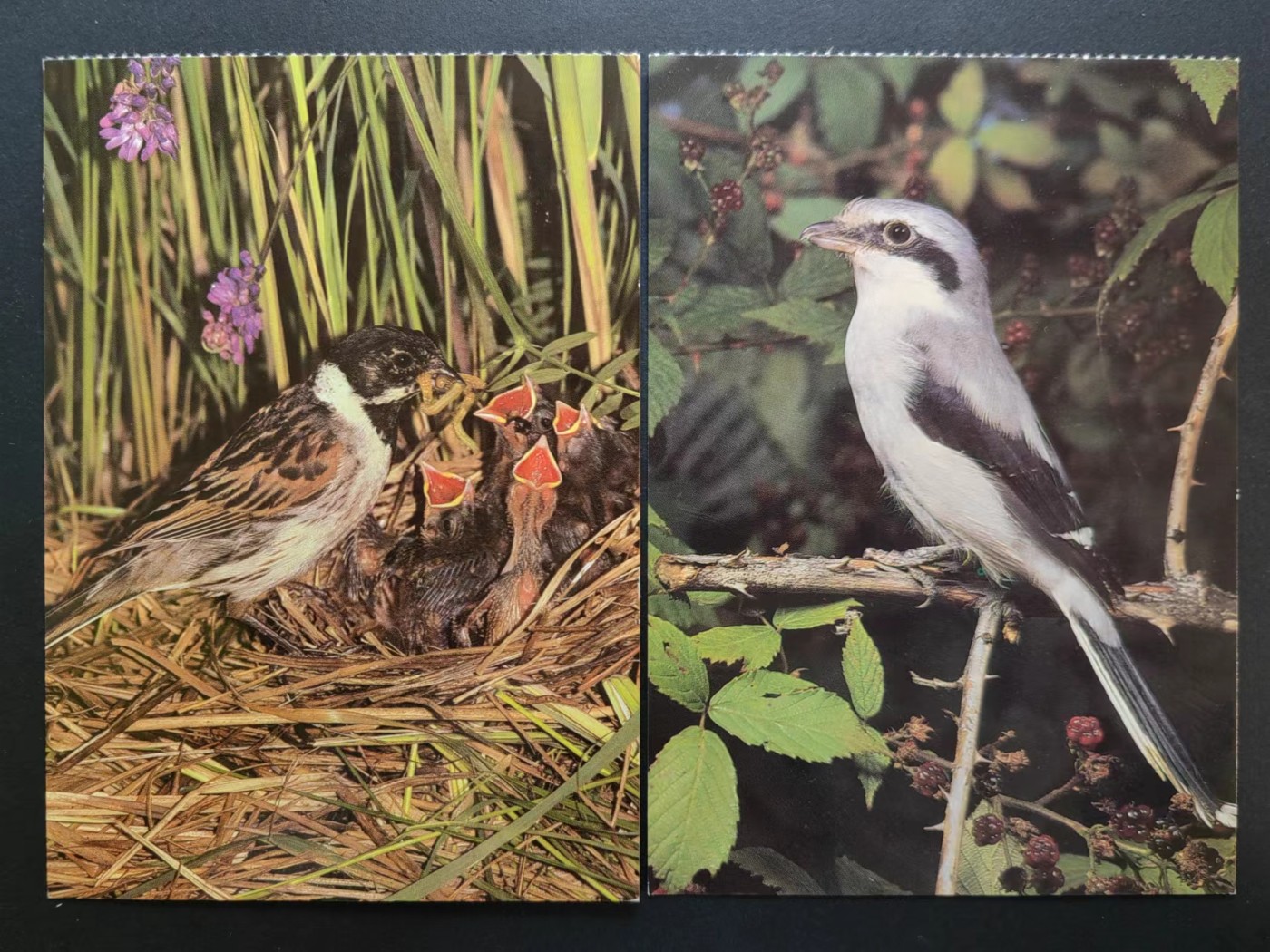 多国首日封✌邮品✌（拍卖场）精品🔥专场 第④③场 鸟类 明信片