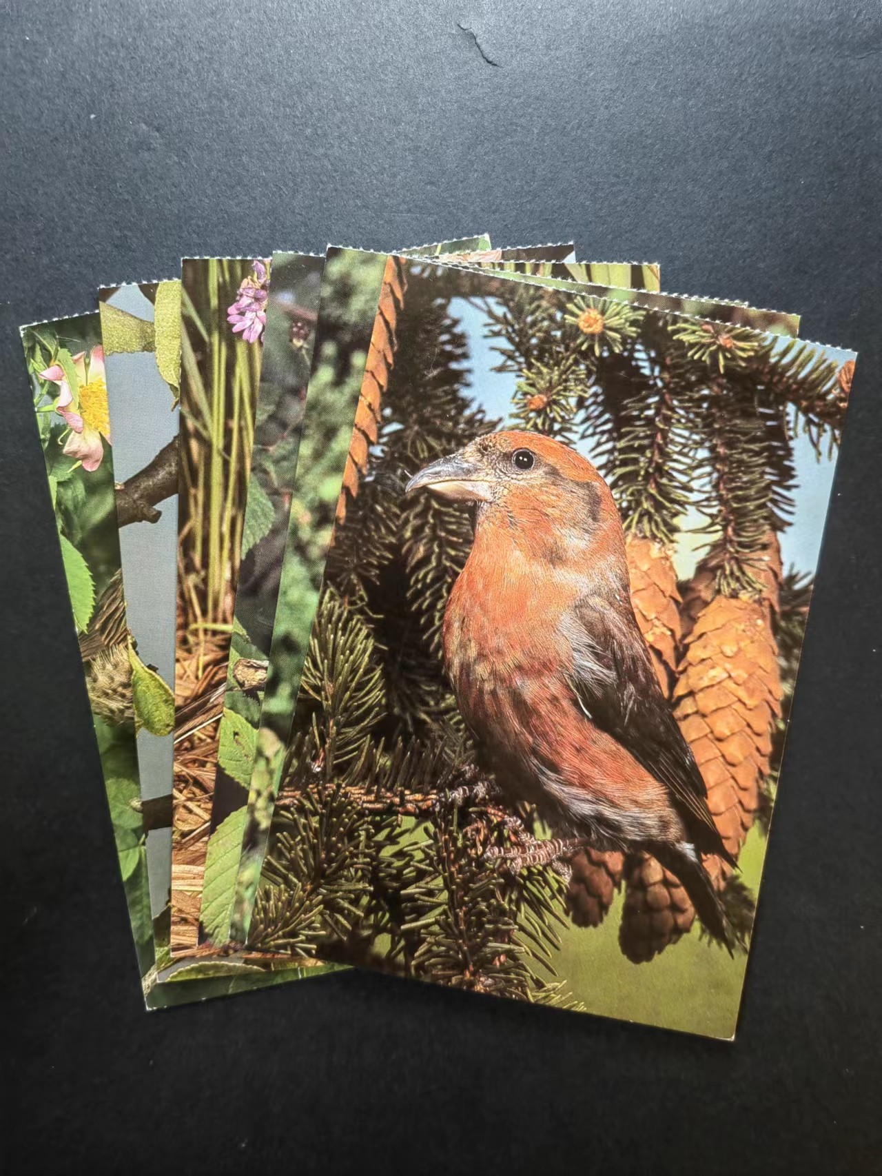 多国首日封✌邮品✌（拍卖场）精品🔥专场 第④③场 鸟类 明信片