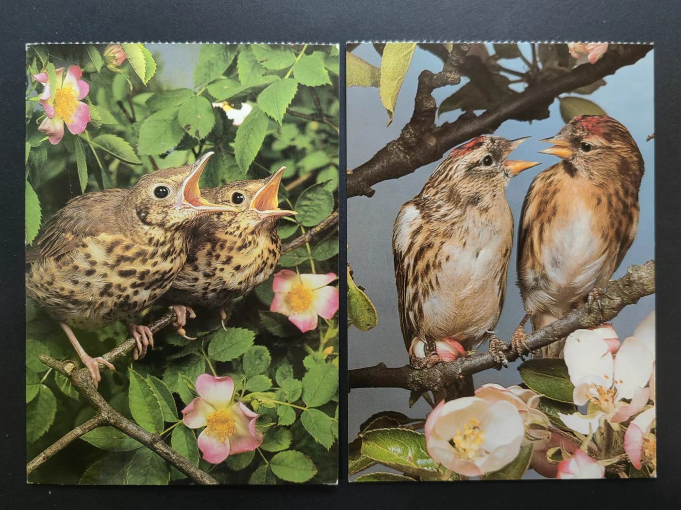 多国首日封✌邮品✌（拍卖场）精品🔥专场 第④③场 鸟类 明信片