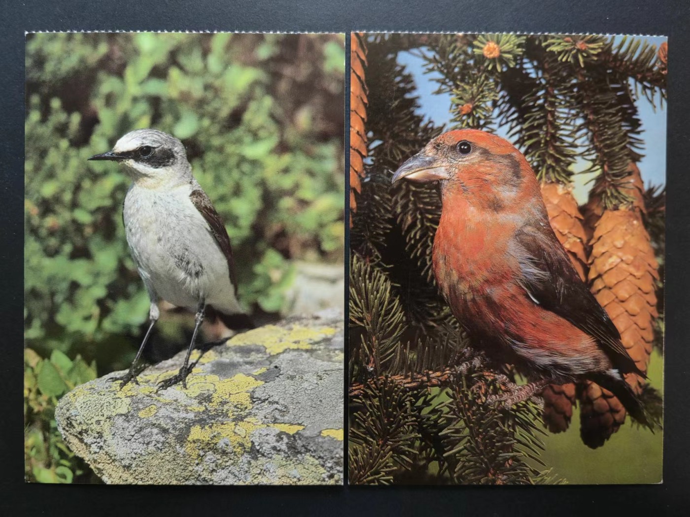 多国首日封✌邮品✌（拍卖场）精品🔥专场 第④③场 鸟类 明信片