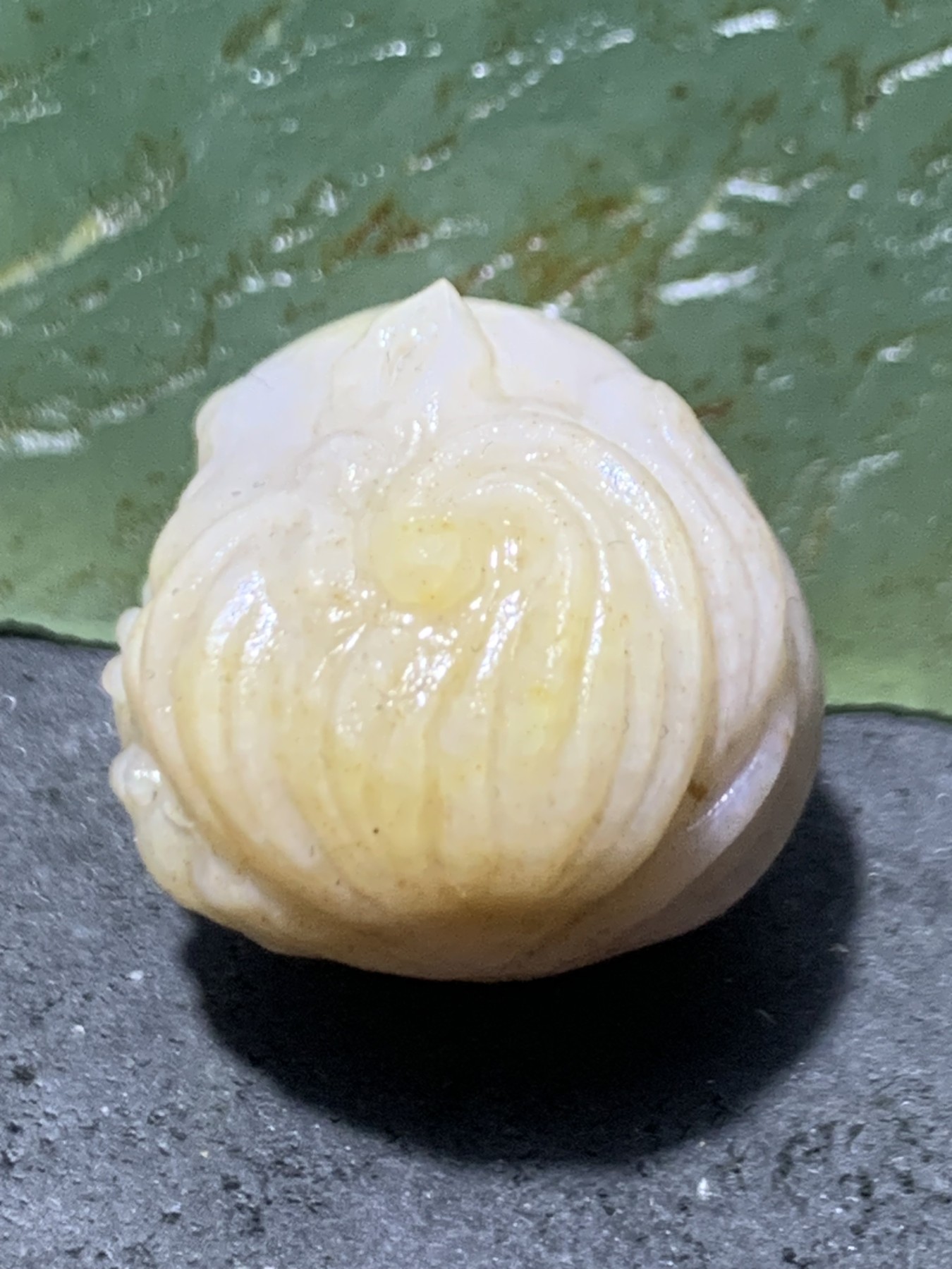 放福利！精美亚光高玉化阿拉善玛瑙手工雕刻灵狐珠子（吊坠）一颗
