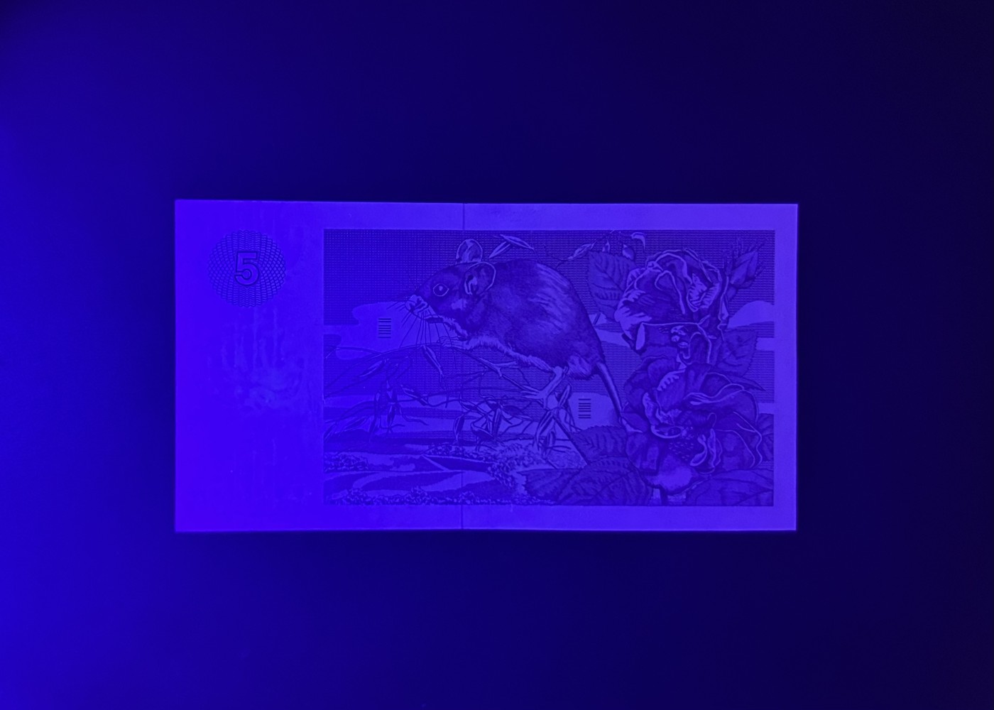 【丑猫0116】今晚六点半，自动快拍 76年苏格兰克莱斯5初版