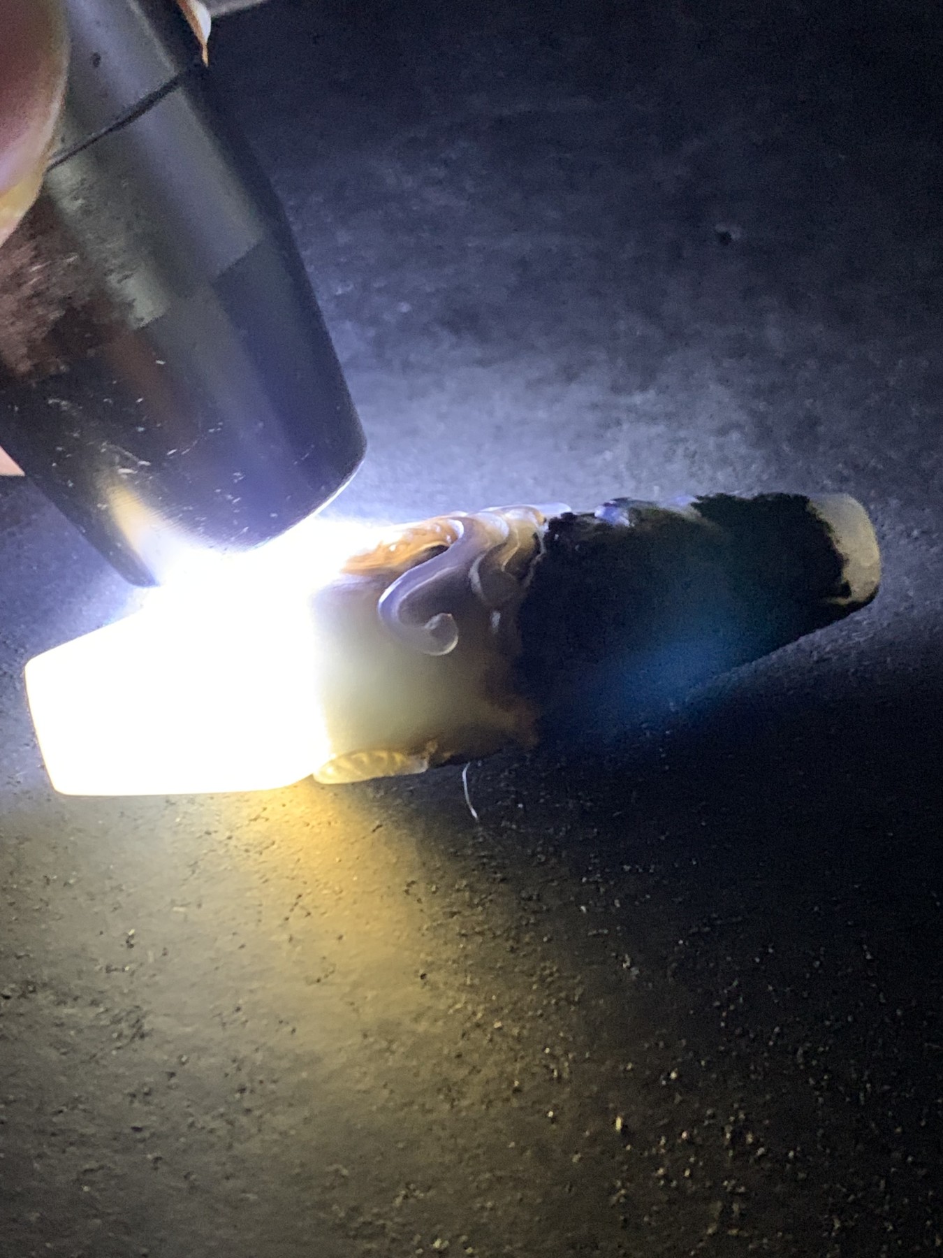精美亚光高玉化巴西玛瑙手工俏色巧雕海底世界吊坠（把件）一个！