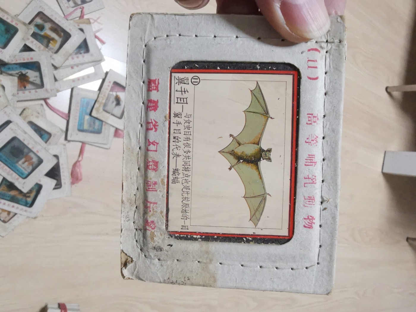 老玻璃幻灯片46张(细菌，脊椎动物，高等哺乳动物，低等动物，爬行动物，腔肠动物等)