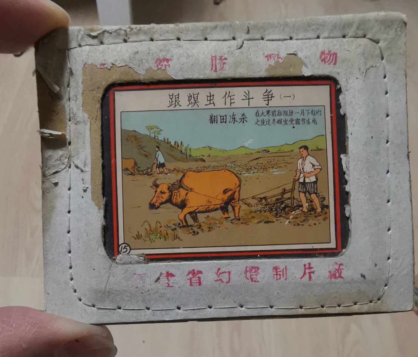 老玻璃幻灯片 节肢动物(共35张，其中一张破碎)