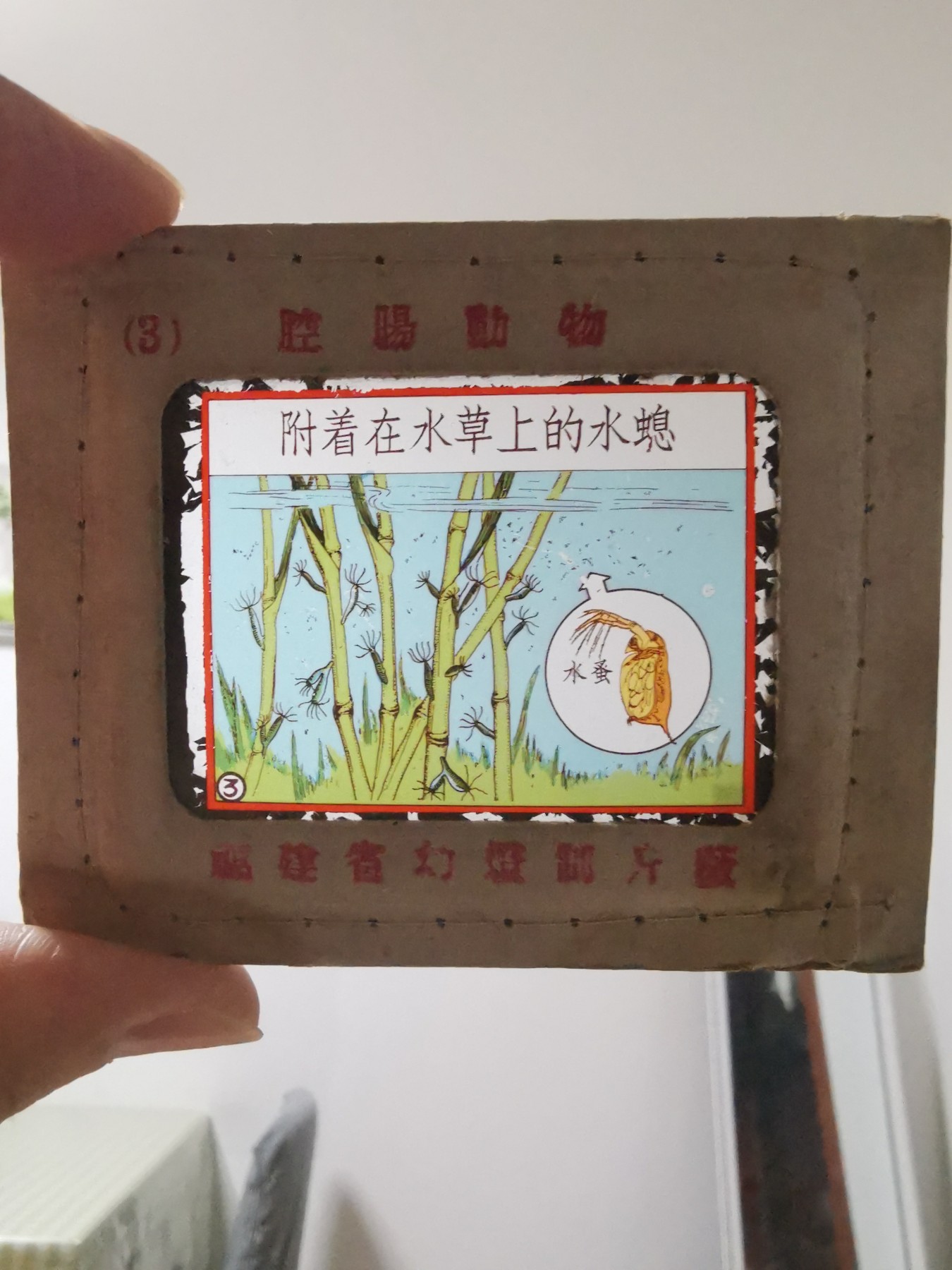 老玻璃幻灯片46张(细菌，脊椎动物，高等哺乳动物，低等动物，爬行动物，腔肠动物等)