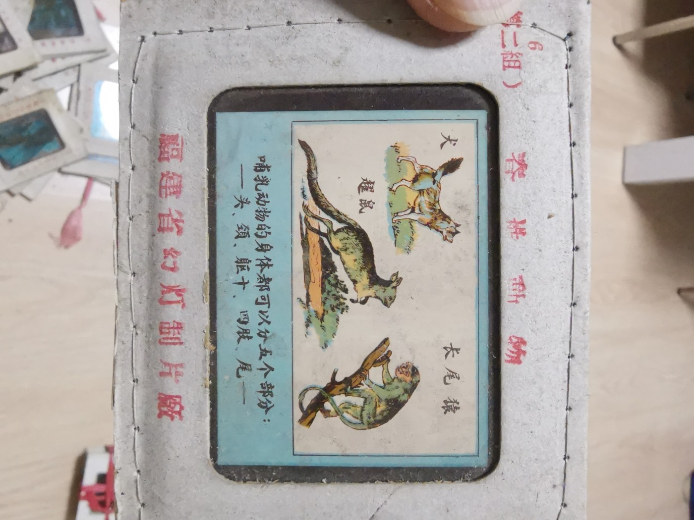 老玻璃幻灯片46张(细菌，脊椎动物，高等哺乳动物，低等动物，爬行动物，腔肠动物等)