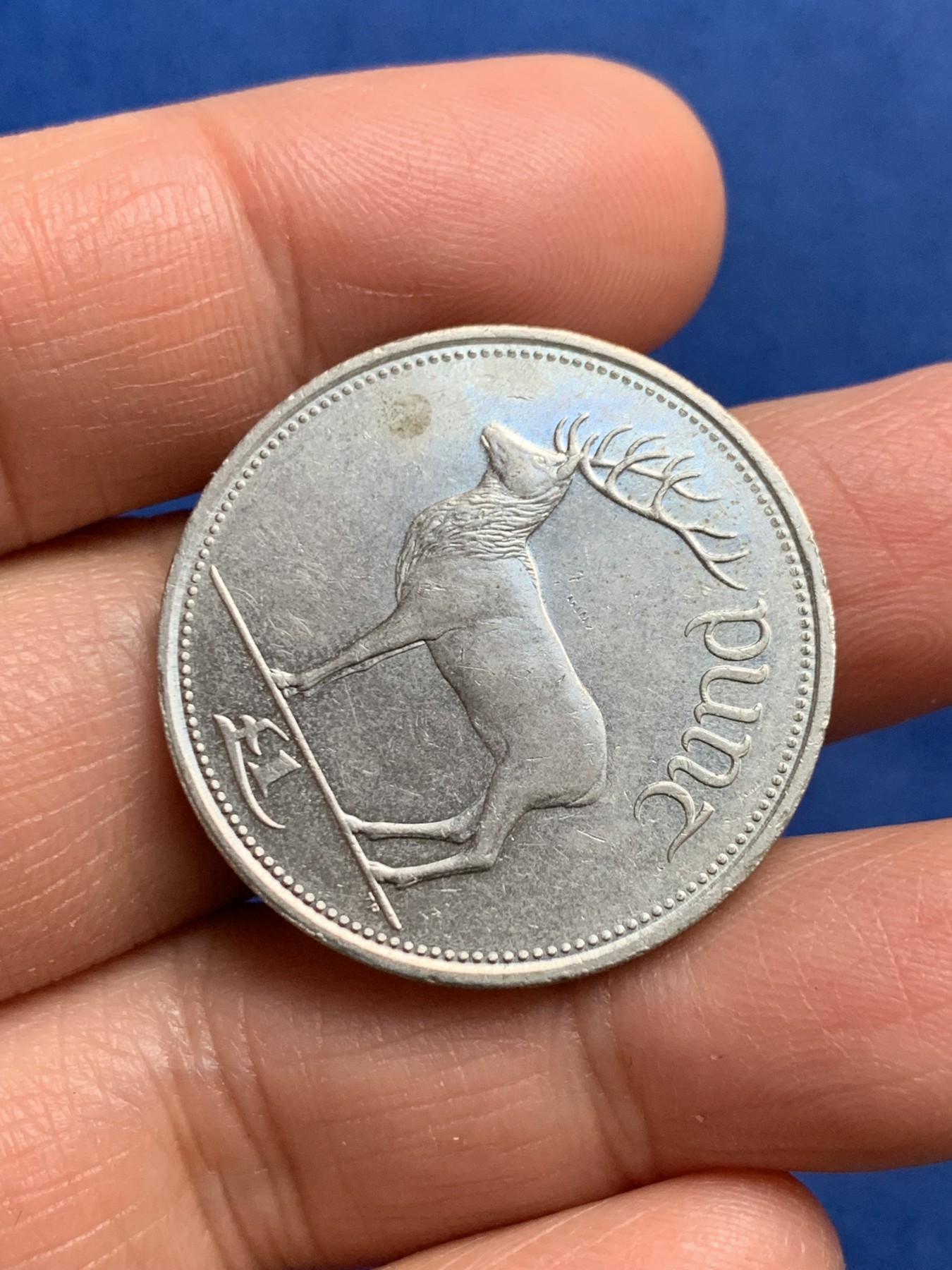 《竞宝斋》第240场-周日，周一 年终尾场 (全场包邮) 爱尔兰1999的1爱磅 麋鹿 立体 鹿角尖尖 脖子鹿毛栩栩如生  背面是竖琴 爱尔兰民族的象征图腾 代表爱尔兰人自豪和创造力  历史俗称爱尔兰的小羊