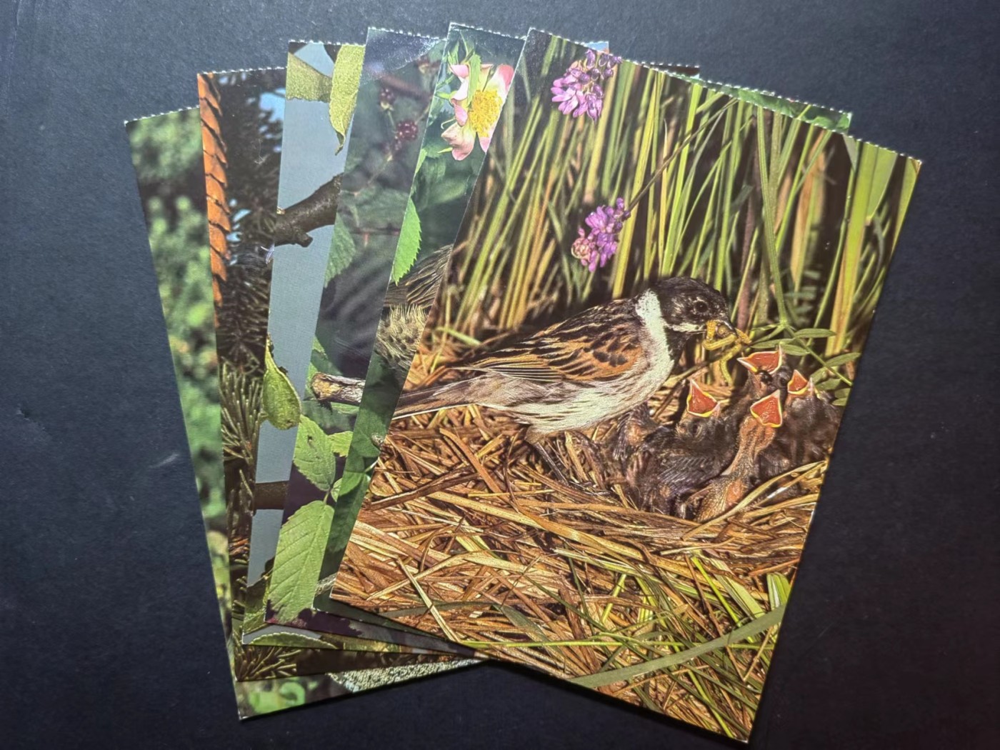 多国邮品✌（拍卖场）精品🔥专场 第④⑦场 德国明信片 鸟类一套