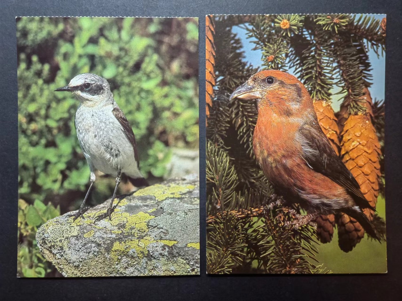 多国邮品✌（拍卖场）精品🔥专场 第④⑦场 德国明信片 鸟类一套