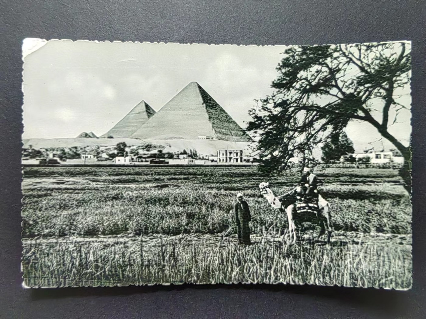 明信片✌（拍卖场）精品🔥专场 第④⑧场 埃及-金字塔