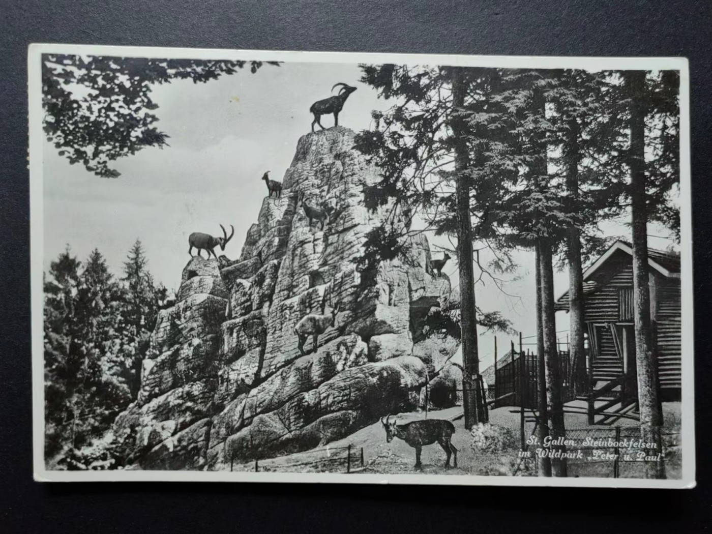 明信片✌（拍卖场）精品🔥专场 第④⑧场 山羊