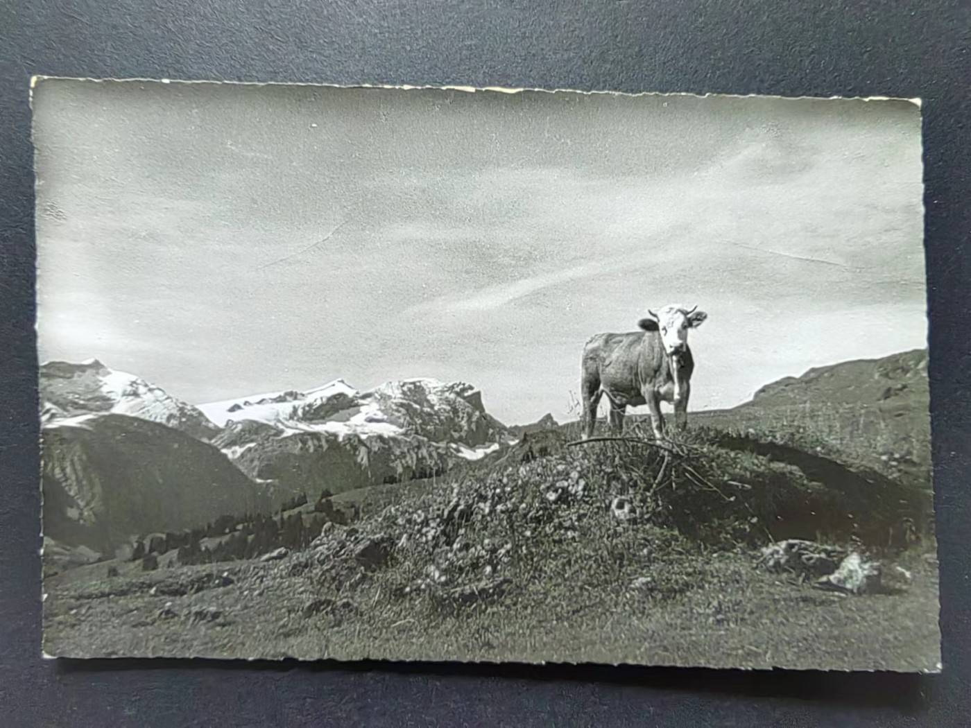 明信片✌（拍卖场）精品🔥专场 第④⑧场 在槟榔山的牛