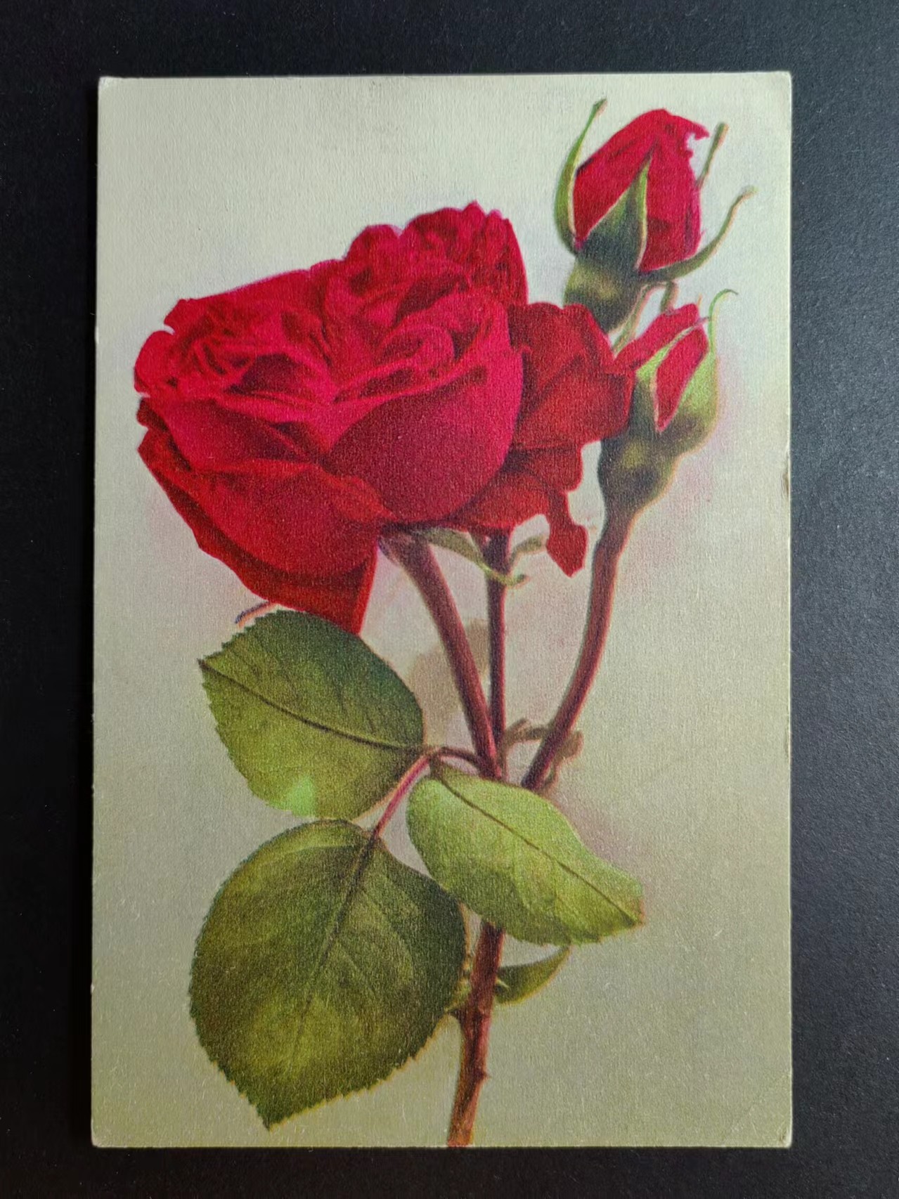 明信片✌（拍卖场）精品🔥专场 第④⑧场 玫瑰花