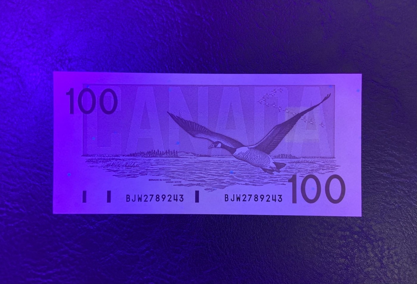 🦩收藏联盟Quantum Auction 第324期拍卖  加拿大1988年100元 品相UNC 角微瑕 加拿大鹅