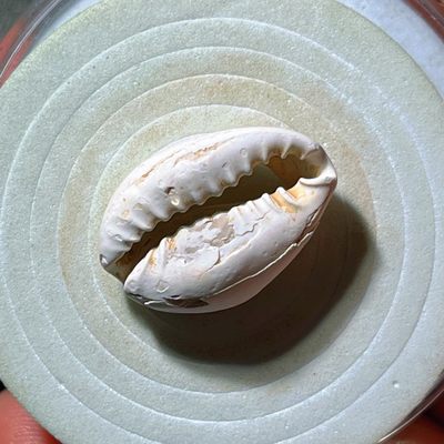 全场0元起拍，第240224期，元宵节20：00古币专场 - 千年古贝 殷商货币 风化zi ran