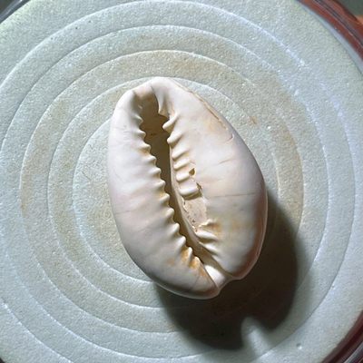 全场0元起拍，第240224期，元宵节20：00古币专场 - 千年古贝 殷商货币 最早的货币