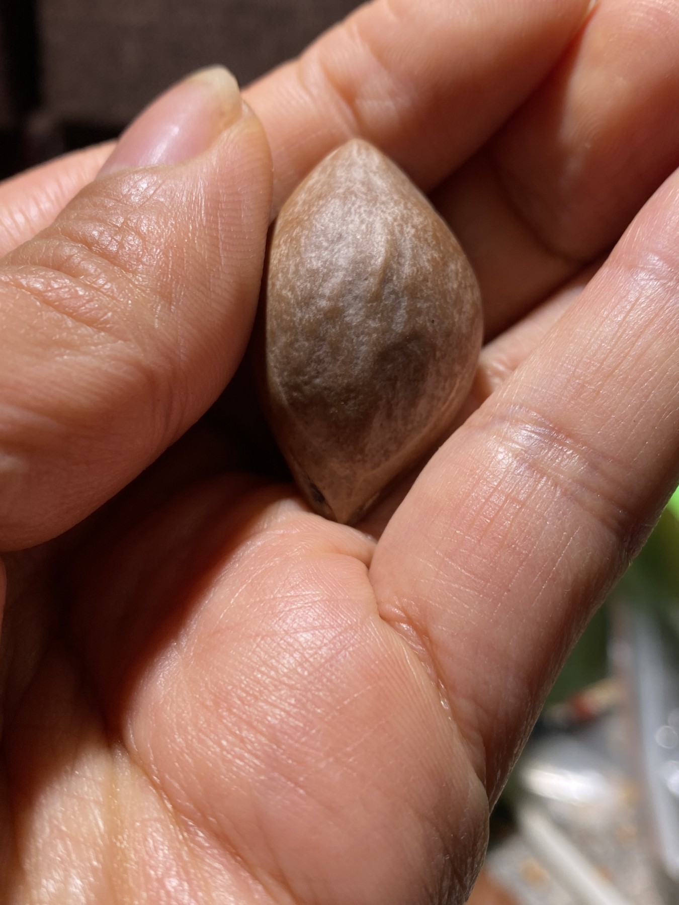 苏工核雕放漏价，纯手工 苏工核雕，纯手工雕刻，铁核松狮，大尺寸款式新颖，非市场通货，尺寸2。3x3.7喜欢的来