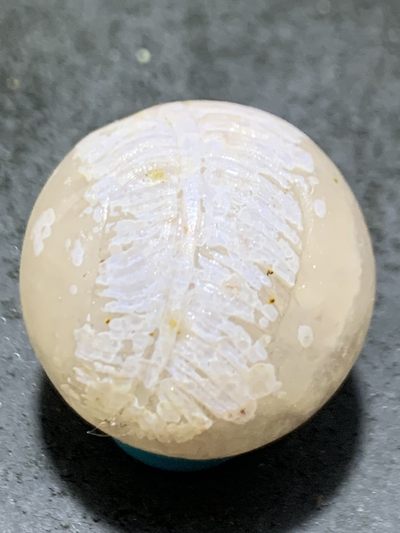 精美亚光冰飘原皮战国红玛瑙手工雕刻雪羽珠一颗！ - 精美亚光冰飘原皮战国红玛瑙手工雕刻雪羽珠一颗！